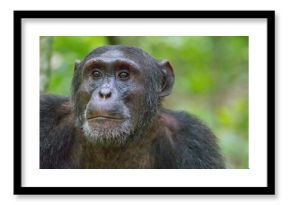 Africa, Uganda, Kibale Forest National Park. Chimpanzee in forest.