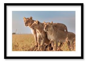 Lions watching over the savannah at sunset in the African wilderness