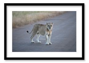 lioness in africa 