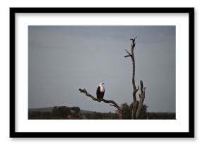 eagle in tree in africa 