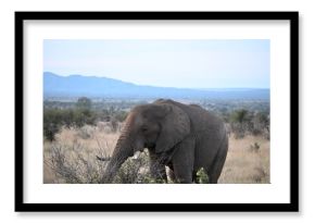 elephant in africa 