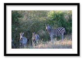 zebras in wild in africa 