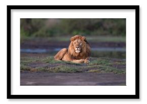 Male Lion Resting on Grassland Near Waterhole
