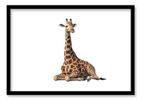 Giraffe Resting Calmly on White Background in Relaxed Pose