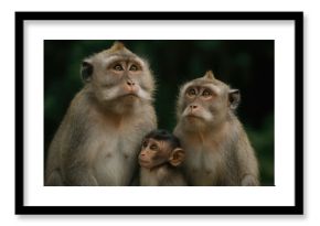 Gray monkey group eagerly anticipates meal