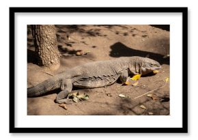 African Rock Monitor