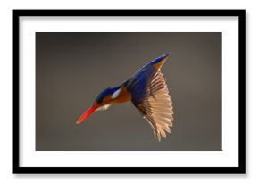 Malachite kingfisher dives showing translucent backlit wings