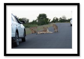 a pride of lions on a public road in Africa