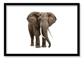 Isolated African Elephant
