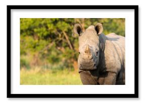 Rhino in African savanna