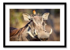 Warthog with bird on head