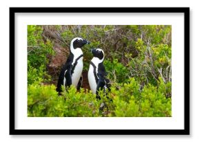 Two penguins in a bush
