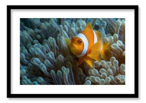 Anemone dwelling clownfish