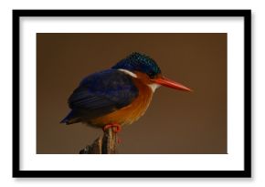 Malachite kingfisher on marker post faces right