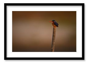 Malachite kingfisher on leaning post faces left
