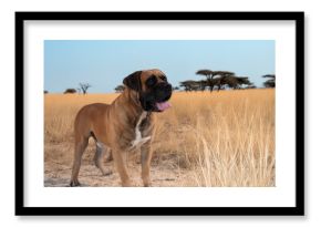 Boerboel in africa