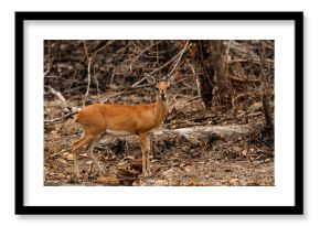 Wild life Safari in the Kruger National Park