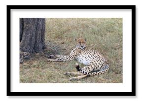 Leopard resting in shade under tree on savanna