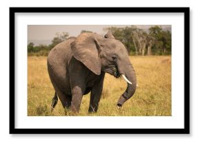 Elephant against a forest back ground