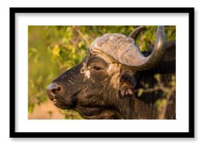 Cape Buffalo Portrait in Bush (1)