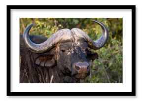 Cape Buffalo Portrait in Bush
