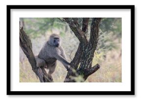 A single, male Baboon, sits in a tree surveying the area in front of him. Serengeti, Tanzania, Africa