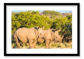 Two Rhinos Standing in African Savanna