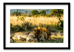 Lion Sleeping in African Savanna