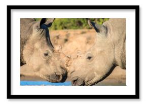 Rhinos Face-to-Face in Savanna
