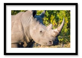 White Rhino Portrait in Africa