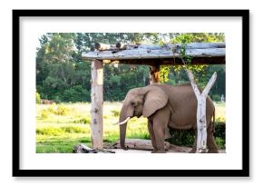 Elephant Sheltered Outdoor