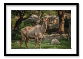Large antelope species showcased in captivity