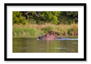 Hippopotamus in a river, lush vegetation
