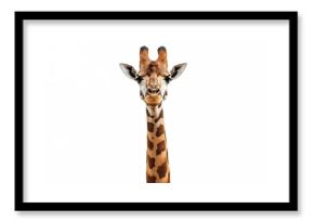 Giraffe standing alone against a plain white backdrop