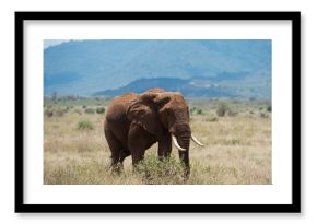 elephant in the savannah