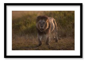 Lion in Maasai Mara, Africa