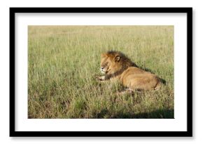 lion in the grass