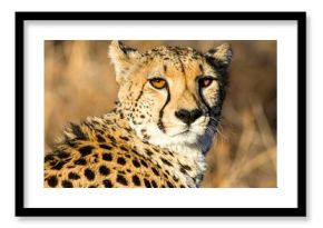 Cheetah Portrait in Savannah