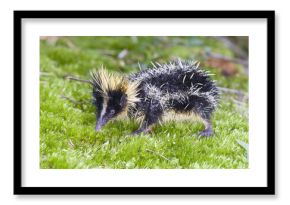 Lowland Streaked Tenrec (Hemicentetes semispinosus), Madagascar