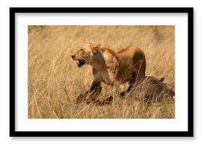 Lioness and her kill