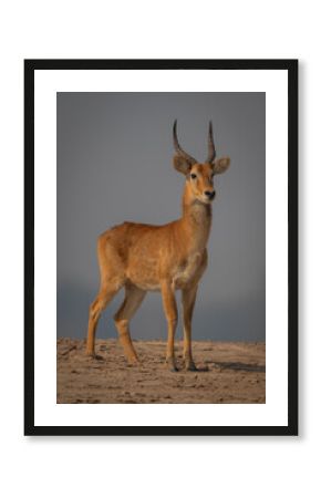 Male puku stands on beach with catchlight