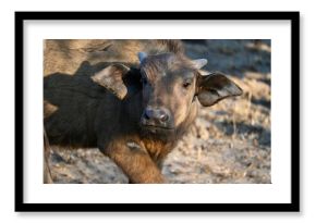 baby cape buffalo in africa