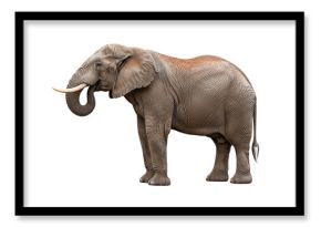 Isolated African bush elephant standing still, side view animal, mammal, wildlife nature