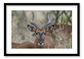 Close-up of a lowland nyala antelope (Tragelaphus angasii)