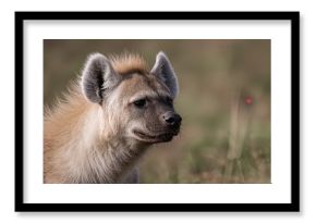 A mature hyena observing potential prey in the wild