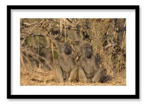 Chacma Baboons resting (Papio ursinus). Taken in Kruger National Park, South Africa.