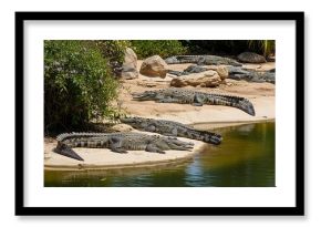 Crocodiles basking in the sun near a pond in a natural setting.