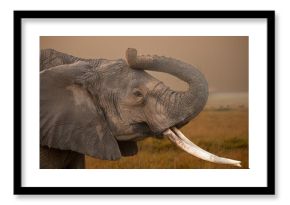 Call of the Savannah