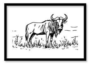 wildebeest in grassland hand drawn sketch