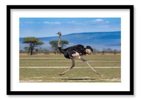 A majestic ostrich races across the African savanna.